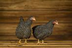 Amrock kriel kippen | Rustig karakter | Jonge ingeënte diere, Kip, Meerdere dieren
