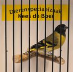 Zwartkopsijs man, Mannelijk, Geringd