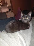 2 lieve Britse korthaar katers te koop, Dieren en Toebehoren, Katten en Kittens | Overige Katten