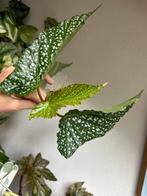 Begonia alamo ole, grote gewortelde kopstek, Ophalen of Verzenden, Halfschaduw, Minder dan 100 cm