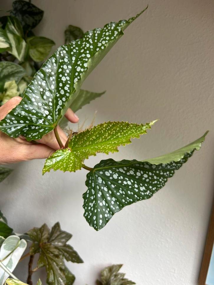 Begonia alamo ole, grote gewortelde kopstek, Huis en Inrichting, Kamerplanten, Minder dan 100 cm, Halfschaduw, Ophalen of Verzenden