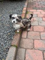 Mega lief prachtig  maltipoo reutje, Dieren en Toebehoren, Honden | Chihuahua's en Gezelschapshonden, Overige rassen, 8 tot 15 weken