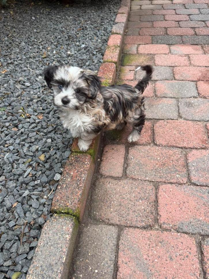 Mega lief prachtig  maltipoo reutje, Dieren en Toebehoren, Honden | Chihuahua's en Gezelschapshonden, Meerdere dieren, Overige rassen