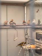Zebra vinken, mannetjes, Dieren en Toebehoren, Mannelijk, Tropenvogel
