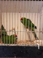 Kakarieken, Dieren en Toebehoren, Meerdere dieren, Parkiet, Geringd