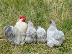 Jonge tamme Cochin kriel parel grijs gesekst en ingeënt, Dieren en Toebehoren, Pluimvee, Vrouwelijk, Kip