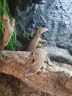 Varanus

acanthurus

1.1, Slang, 0 tot 2 jaar