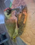 Taxidermie,Taxidermy Opgezette "Groene Specht ", Verzamelen, Dierenverzamelingen, Ophalen of Verzenden, Zo goed als nieuw, Vogel