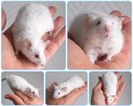 Wit schaapje kleurmuis, Dieren en Toebehoren, Knaagdieren, Juni, Muis, Mannelijk, Tam