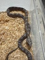 ECR Super Masque 1.0, Dieren en Toebehoren, Reptielen en Amfibieën, Slang