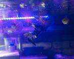 Guppy Snakeskin Bluetale, Dieren en Toebehoren, Vis, Zoetwatervis, Schoolvis