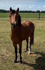 Span 2,5 jarige new forest hengsten kleine maat, Dieren en Toebehoren, Pony's, Hengst, Recreatiepony, 0 tot 2 jaar