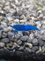 Garnalen bleu velvet. Bleu dream., Kreeft, Krab of Garnaal