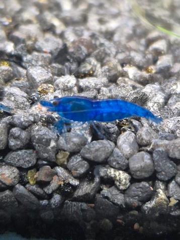 Garnalen bleu velvet. Bleu dream. beschikbaar voor biedingen
