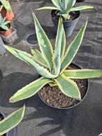 Agaves en vetplantjes, Ophalen, Volle zon, Minder dan 100 cm