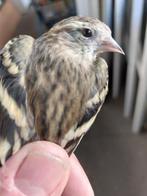 Agaat sijs, Dieren en Toebehoren, Vogels | Overige Vogels, Meerdere dieren, Wildzangvogel, Geringd