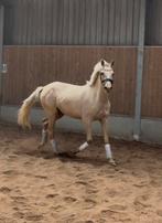 Getalenteerde 2,5 jarige E pony steendieks duitse rijpony, Dieren en Toebehoren, Gechipt, Dressuurpony, 0 tot 2 jaar, Zadelmak