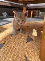 Britse Korthaar Kittens (Raszuiver!, Dieren en Toebehoren, Ontwormd, 0 tot 2 jaar