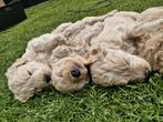 Prachtige labradoodle pups, Dieren en Toebehoren, Honden | Retrievers, Spaniëls en Waterhonden, Rabiës (hondsdolheid), Overige rassen