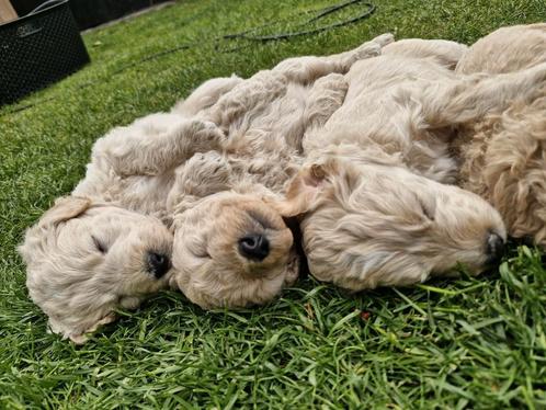 Prachtige labradoodle pups, Dieren en Toebehoren, Honden | Retrievers, Spaniëls en Waterhonden, Meerdere dieren, Overige rassen