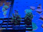 Alveopora green met blauw hart, Ophalen, ., Plant(en), Steen of Hout, Nieuw