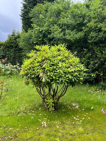 Rhododendron meerstammig beschikbaar voor biedingen