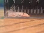 Ancistrus snowwhite longfin, Dieren en Toebehoren, Vissen | Aquariumvissen, Vis, Zoetwatervis