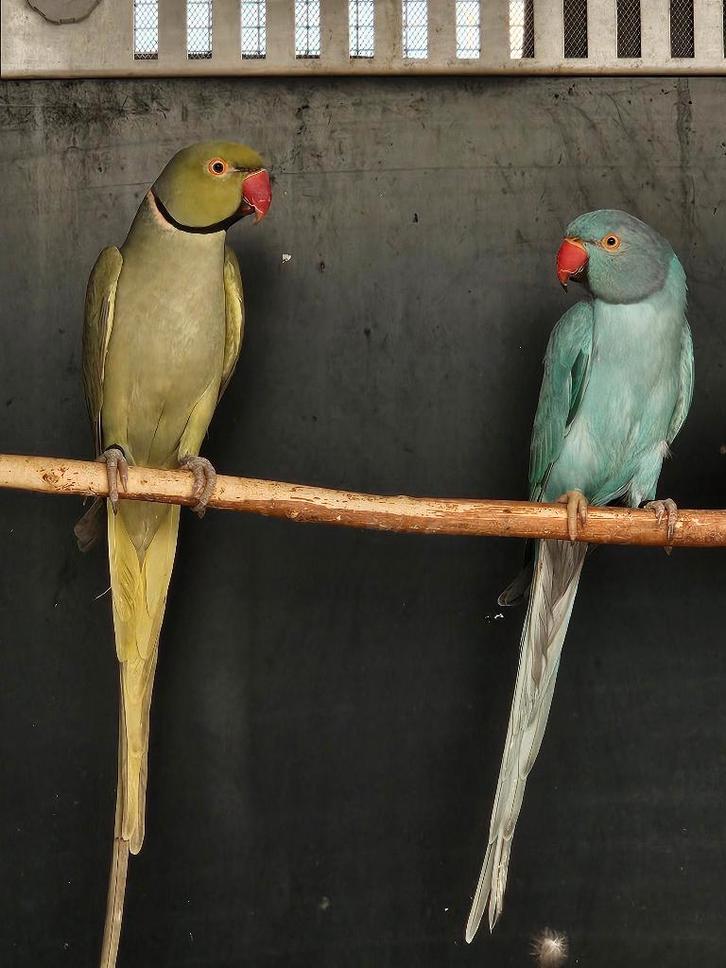 Halsbandparkiet | Aqua groen man x Blauwe pop, Dieren en Toebehoren, Vogels | Parkieten en Papegaaien, Parkiet, Meerdere dieren