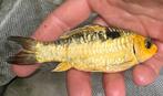 Super mooie geel/gouden rijenspiegel koi !!, Karper of Koi