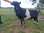 Bio Stamboek bonte bok cae/cl, Dieren en Toebehoren, Mannelijk, Geit, 3 tot 5 jaar