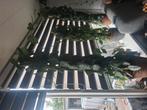 2 hoge kamerplanten, Ophalen, Overige soorten, Minder dan 100 cm