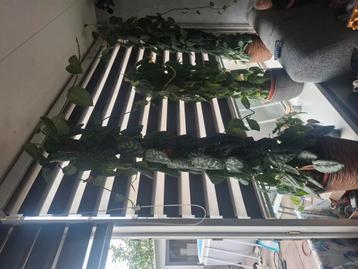2 hoge kamerplanten beschikbaar voor biedingen