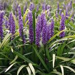XXL planten - Lirope muscari 'Moneymaker' - Leliegras, Tuin en Terras, Planten | Tuinplanten, Ophalen, Volle zon, Vaste plant