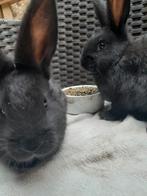 Jonge konijnen, Dieren en Toebehoren, Konijnen, Meerdere dieren, Groot