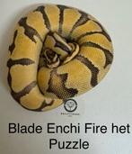 Koningspython Ballpython Blade Enchi Fire het Puzzle man, Dieren en Toebehoren, Reptielen en Amfibieën, Slang