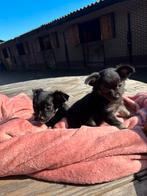 Prachtig kleine chihuahua pups te koop, Dieren en Toebehoren, Honden | Chihuahua's en Gezelschapshonden, Reu, 8 tot 15 weken, Meerdere