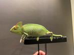 Jemen kameleon vrouw + terrarium + onderkast, Dieren en Toebehoren, Ophalen, Zo goed als nieuw