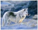 Diamond painting: kleine witte wolf (BOX D-060), Ophalen, Nieuw, Knutselwerk