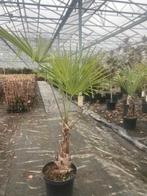 Trachycarpus fortunei, Bloeit niet, Minder dan 100 cm, Palmboom, Ophalen