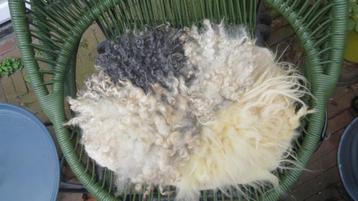 Gevilt wollen kleedje, 2 soorten wol, Gotland, Poll Dorset beschikbaar voor biedingen