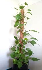Epipremnum Aureum plant met kokosstok, Huis en Inrichting, Kamerplanten, Ophalen, Overige soorten, Halfschaduw, 100 tot 150 cm