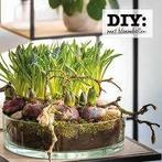 Glazen schaal voor bloembollen, planten, decoratie, Overige kleuren, Ophalen of Verzenden, Minder dan 50 cm, Glas