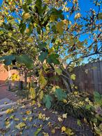 Grote vijgenboom (ca. 3 meter hoog) – zelf uitgraven, Tuin en Terras, Bloeit niet, Overige soorten, 250 tot 400 cm, Ophalen