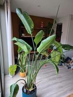 Grote Strelitzia (220 cm) met pot, Huis en Inrichting, Kamerplanten, Ophalen, Volle zon, 200 cm of meer