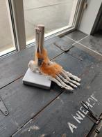 Anatomisch Voetmodel  pedicure fysio, Ophalen of Verzenden