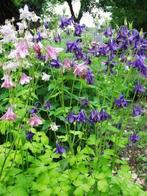 Aquilegia vulgaris (akelei) gemengd vaste plant, Overige soorten, Vaste plant, Ophalen of Verzenden, Halfschaduw