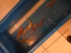 Koi karpers, Dieren en Toebehoren, Vissen | Vijvervissen, Karper of Koi