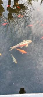 Koikarper te koop ca 35-40cm, Dieren en Toebehoren, Karper of Koi