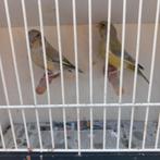 Groenlingen agaat, Dieren en Toebehoren, Vogels | Overige Vogels, Meerdere dieren, Wildzangvogel, Geringd