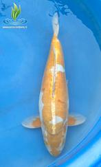 083 Doitsu Ochiba Shigure, Karper of Koi